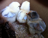 chicks