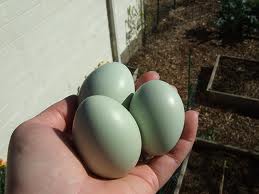 eggs