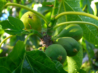 figs