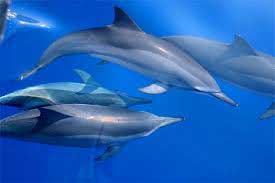 spinner dolphins